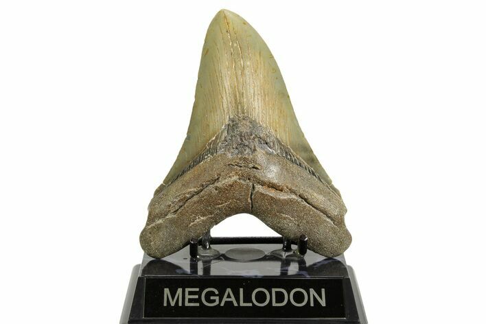 Serrated, Fossil Megalodon Tooth - North Carolina #372377